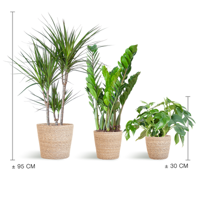 Schattenpflanzkasten – Zimmerpflanzen-Mix – Mit Sofia-Korb – Monstera Minima, Zamioculcas Zamiifolia & Dracaena Marginata – Halbschatten – Pflegeleicht & dekorativ 