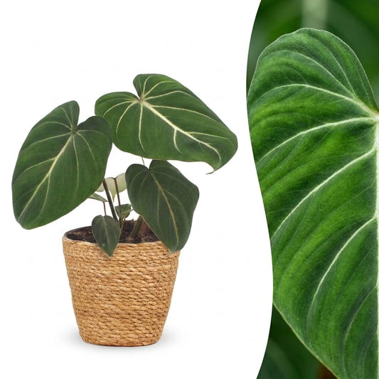 Gloriosum-Baumfreund – Philodendron gloriosum – Topf Ø12cm – Höhe 25cm – mit Korb – Dekorative Zimmerpflanze