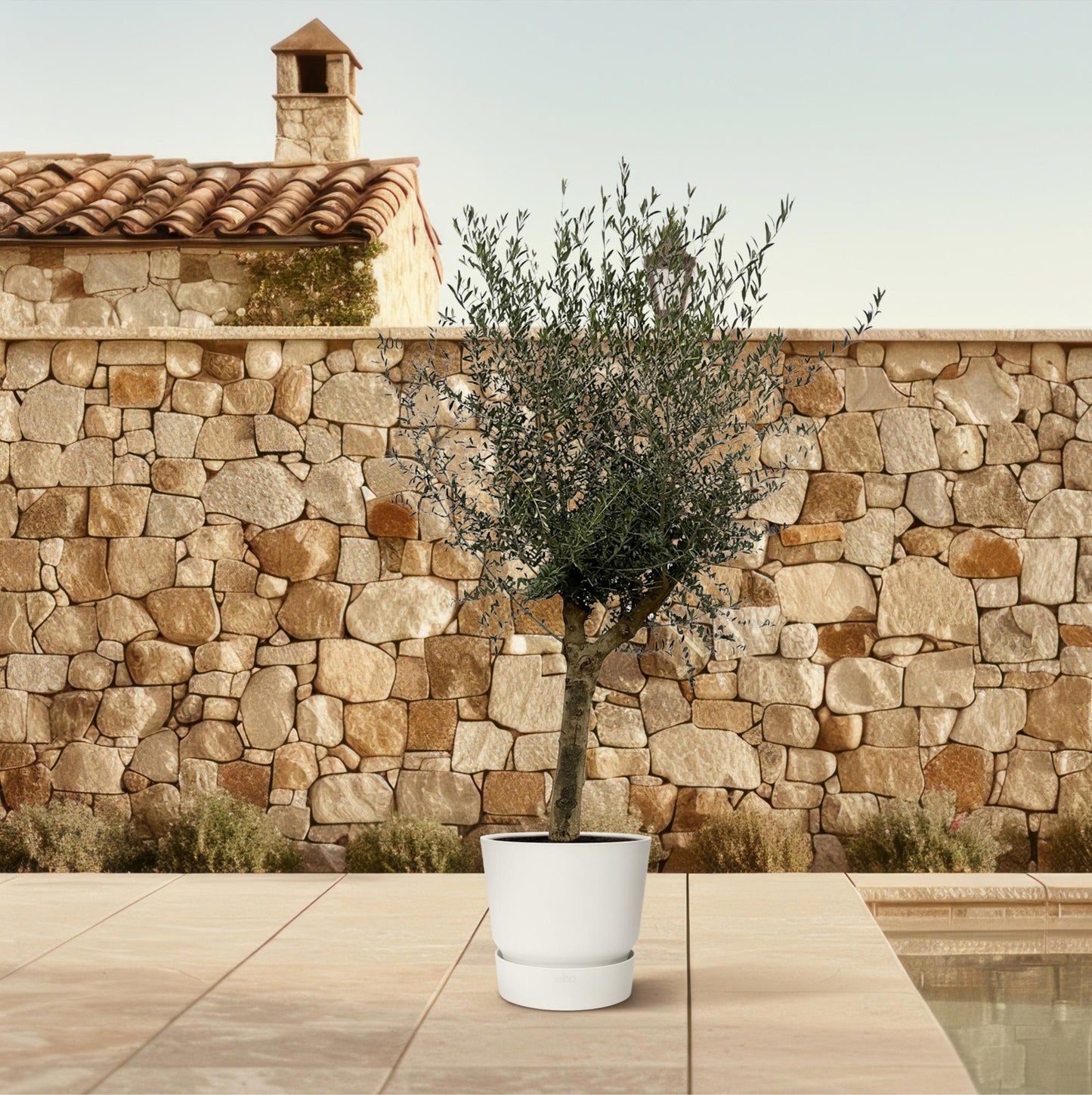 Olivenbaum - Olea Lorc - Zimmerpflanze - 200 cm - Ø45cm