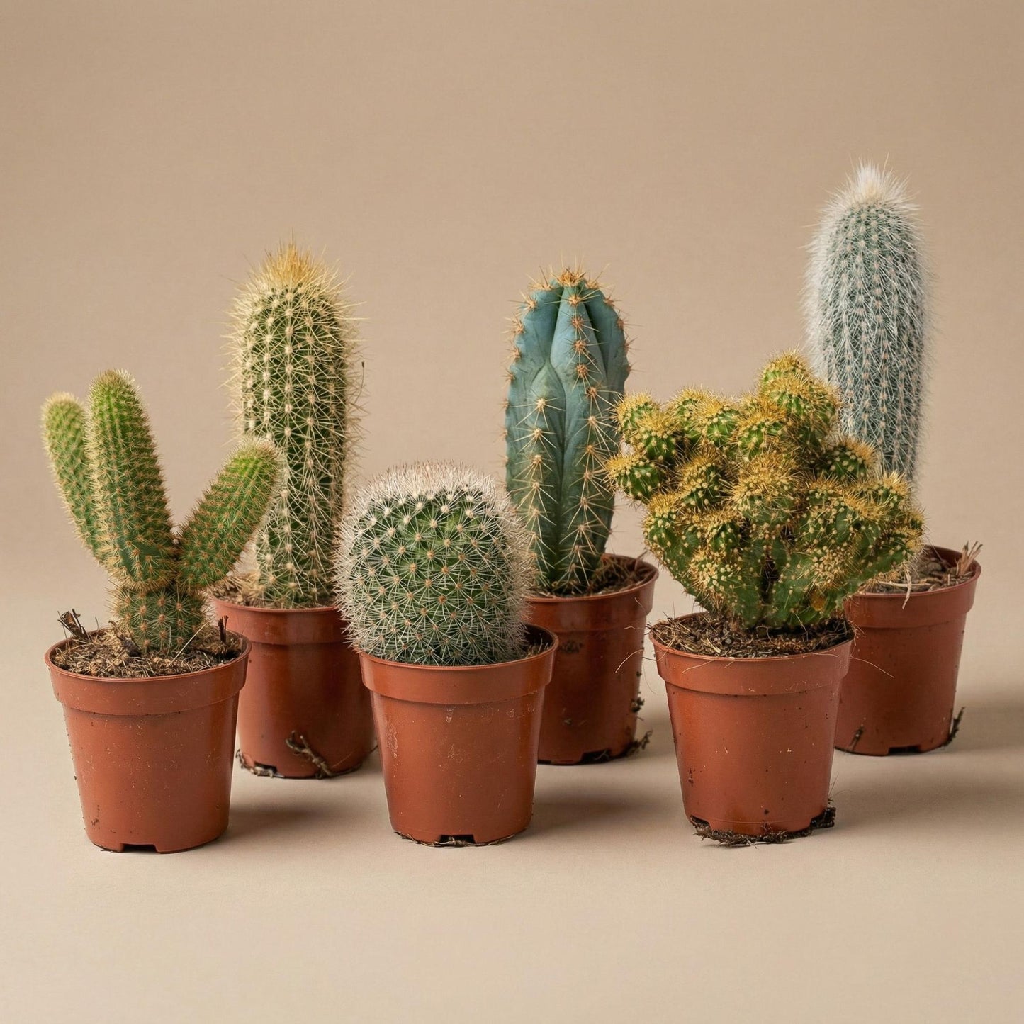 Kakteen-Set (12er Pack) 