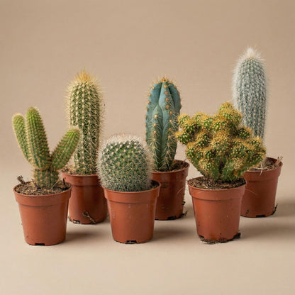 Kakteen-Set (12er Pack) 