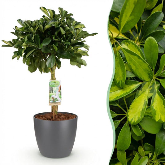 Green boutiQ - Zimmerpflanzen - Schefflera Gold Capelle - Fingerbaum - Wenig Pflege - Grün - Gold - 1 Pflanze - mit Potter Grau - Topf 21cm - Höhe 70-81cm 