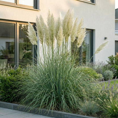 Zwerg-Pampasgras 'Pumila' – Cortaderia selloana 'Pumila' – 6 Pflanzen – Topf Ø11cm – Staude für Garten & Balkon