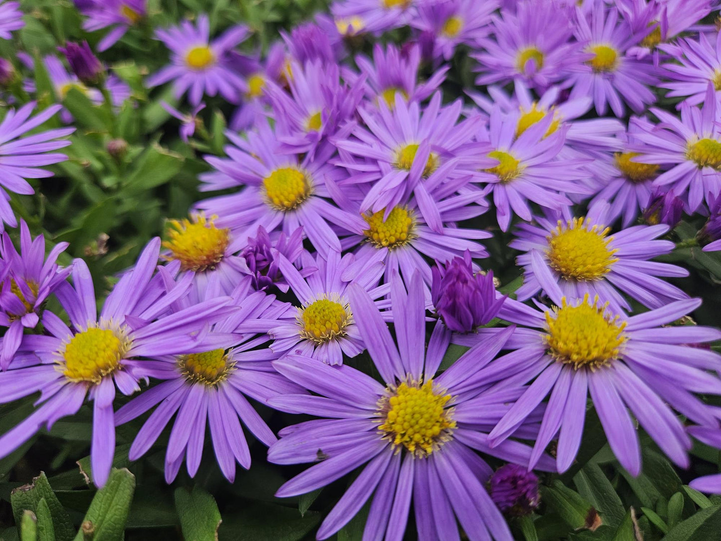 Kissen-Aster - Aster (D) 'Prof. Anton Kippenberg'  - ↕10-25cm - Ø9cm - 6 Stück
