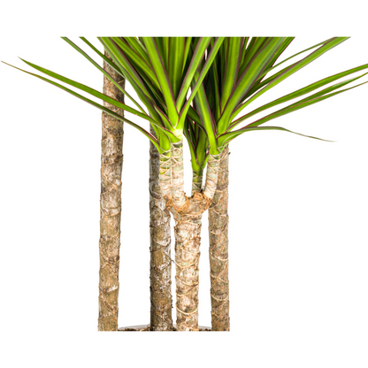 Drachenbaum Dracaena Marginata Green – Große Zimmerpflanze – Ø27 cm – 170-190 cm hoch – Schlanke dunkelgrüne Blätter – Moderner Urban Jungle Klassiker 