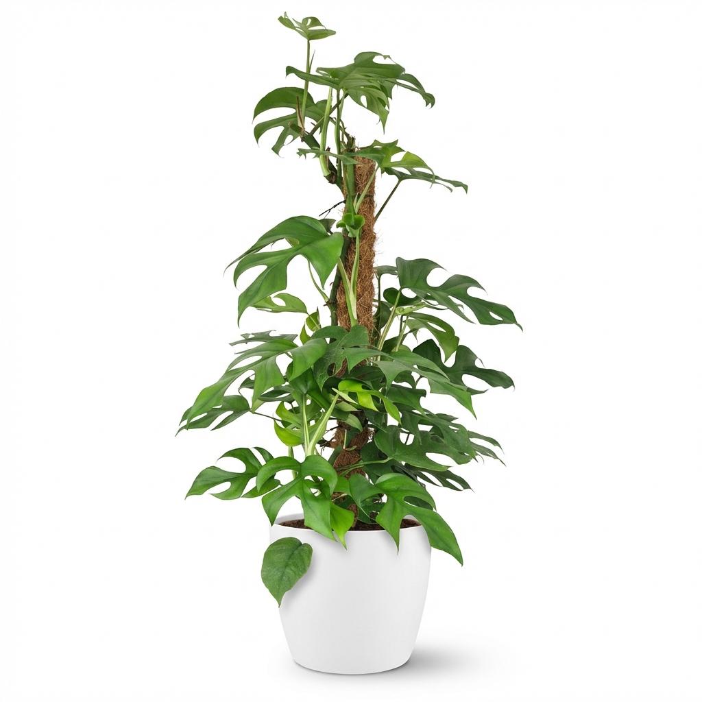 Monstera Minima am Moosstab 90cm – Mini Fensterblatt Zimmerpflanze im Potter Weiß Übertopf Ø19cm – tropische Blätter mit Löchern – pflegeleicht für Wohnung & Büro, ideal bei Halbschatten 