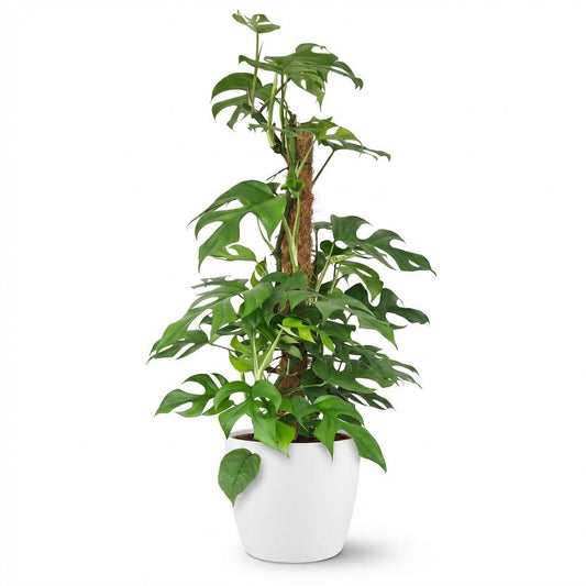 Monstera Minima am Moosstab 90cm – Mini Fensterblatt Zimmerpflanze im Potter Weiß Übertopf Ø19cm – tropische Blätter mit Löchern – pflegeleicht für Wohnung & Büro, ideal bei Halbschatten 
