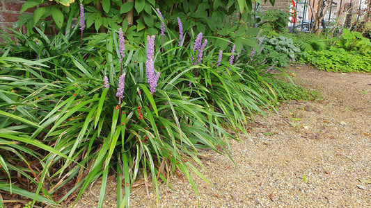 Lilientraube Liriope muscari 'Ingwersen' – ↕10-25cm – Ø9cm – 60 Pflanzen – Immergrüner Bodendecker – Violette Blütenrispen – Winterhart & pflegeleicht