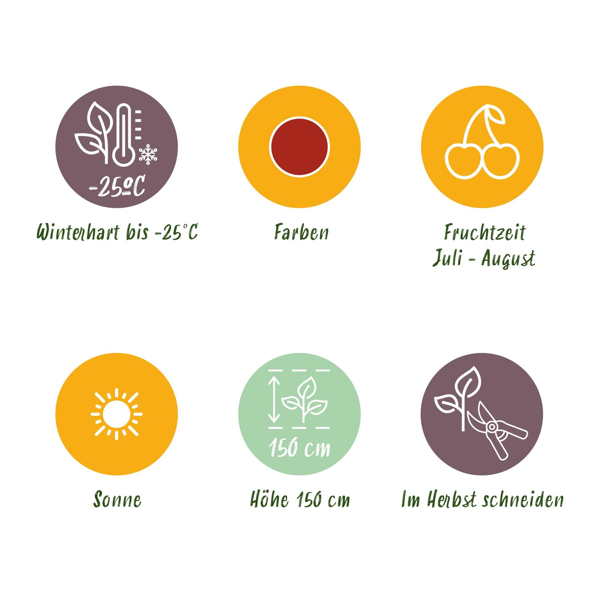 GreenboutiQ - Obstpflanzen - Jostabeere - Ribes uva-crispa Hinnonmaki Rod - Winterhart - 6 Pflanzen - Topf 9 cm - Rote Johannisbeere 