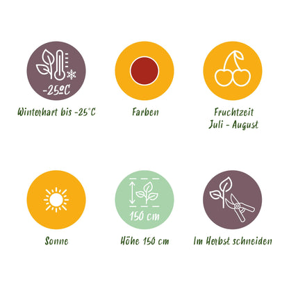 GreenboutiQ - Obstpflanzen - Jostabeere - Ribes uva-crispa Hinnonmaki Rod - Winterhart - 6 Pflanzen - Topf 9 cm - Rote Johannisbeere 