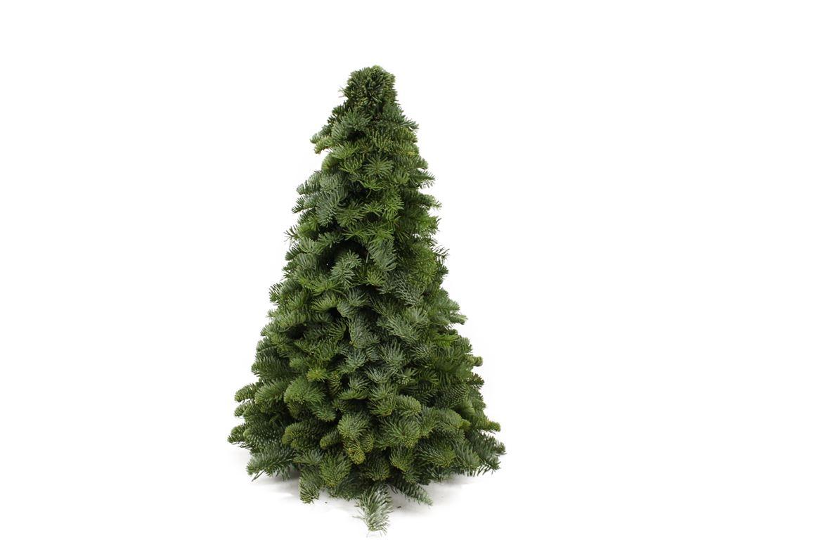 Nobilis Weihnachtsbaum 50cm – Dicht gewachsener Mini Tannenbaum mit silbrig-grünen Nadeln – Für Innen & Außen geeignet – Langanhaltend frisch – Perfekt für Tischdeko & festliche Raumgestaltung 