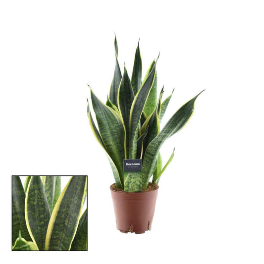 Sansevieria Futura Superba – Bogenhanf – Ø14cm – ↕45cm – Pflegeleichte Zimmerpflanze mit gelb-grünem Blattmuster – Luftreinigend – Ideal für Schlafzimmer, Büro & Wohnzimmer 