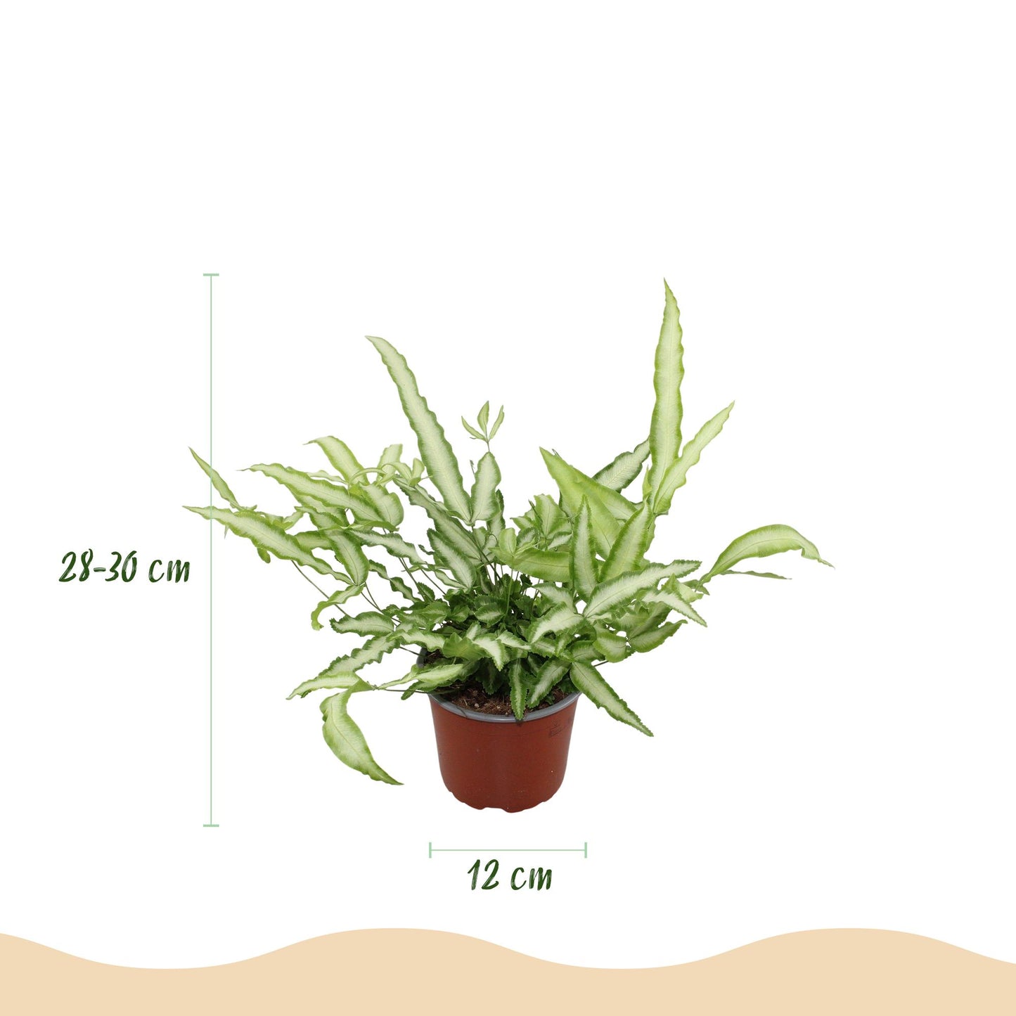 Green boutiQ - Zimmerpflanze - Pteris cretica Albolineata - Schwertfarn - Haustierfreundliche Pflanze - Grün - 4 Pflanzen - mit Korb - Topf 12cm - Höhe 20cm 