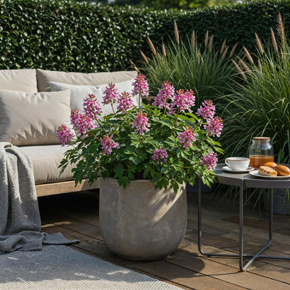 GreenboutiQ - Blumenzwiebeln - Corydalis Beth Evans - Farbe Weiß und Lila - 20 Stück - Zwiebelgröße 6/7 - XXL Pack 