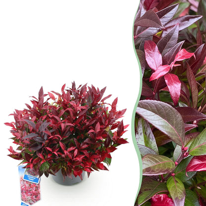 GreenboutiQ - Gartenpflanze - Leucothoe Zeblid - Rot - 1 Pflanze - Immergrün - Wenig Pflege - Topf 17cm Höhe 45cm 
