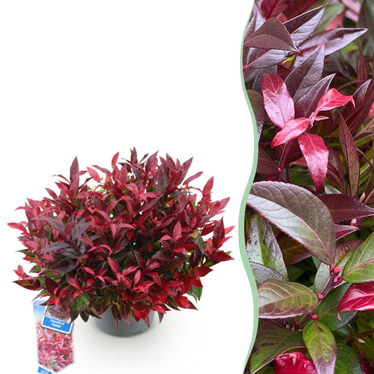 GreenboutiQ - Gartenpflanze - Leucothoe Zeblid - Rot - 1 Pflanze - Immergrün - Wenig Pflege - Topf 17cm Höhe 45cm 