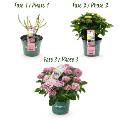Hortensie Magical Revolution Pink – Rosa – Hydrangea macrophylla – 23 cm – Ca. 55 cm hoch – 6–10 Blüten – Für Balkon, Terrasse & Beet – Pflegeleicht & Blühfreudig 
