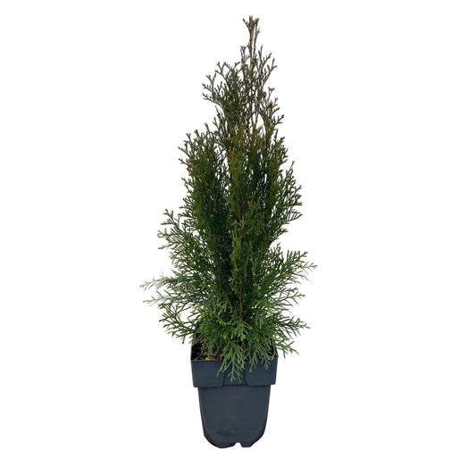 Lebensbaum Thuja occidentalis Smaragd – Immergrüne Heckenpflanze – 6 Pflanzen – 17 cm x H60 cm – Dichte, grüne Hecke 