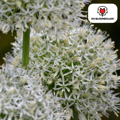 Allium 'White Giant' – Zierlauch – große, reinweiße Blütenkugeln – imposante Sommerblüher – 5 Blumenzwiebeln – ↕120cm – ideal für Beet & Rabatte 