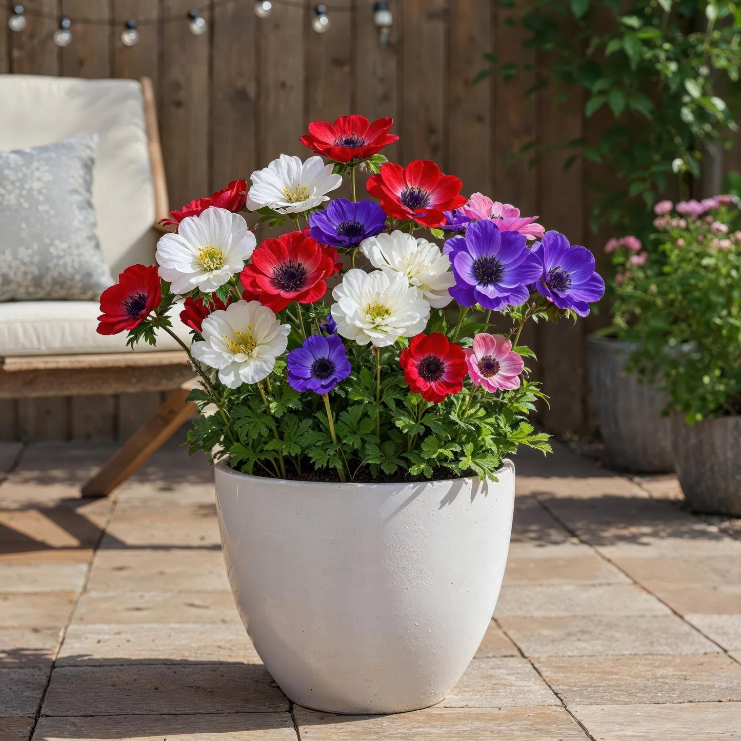 GreenboutiQ - Blumenzwiebeln - Anemone de Caen Mix - Verschiedene Farben - 30 Stück - Zwiebelgröße 5/6 - XXL Pack 