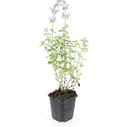Nepeta 'Walker's Low' – 24 Pflanzen – ↕10-25cm – Ø9cm – Lavendelblaues Duftgras – Bienenfreundlich & Pflegeleicht 