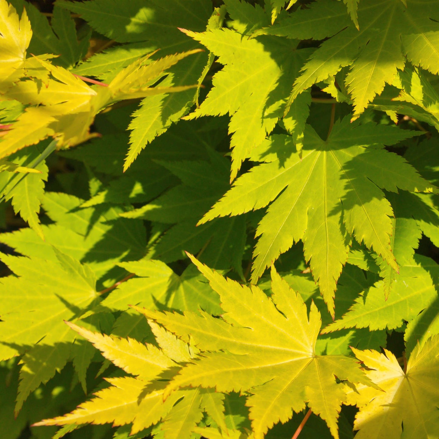 Japanischer Ahorn – Acer palmatum 'Jordan' – 2 Pflanzen – ca. 70 cm hoch – Ø19 cm – leuchtend gelbe Blätter – Balkon- & Gartenpflanze 