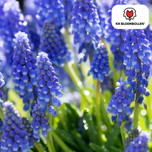 Muscari ‘Bleu Moon’ – Traubenhyazinthen – 20 Blumenzwiebeln – ↕15-20cm – große blau-violette Blüten – Frühlingsblüher für Beete, Töpfe & Steingärten 