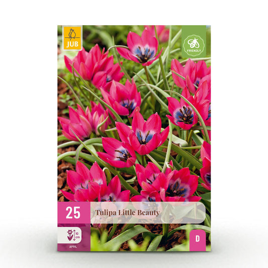 GreenboutiQ - Blumenzwiebeln - Tulp Little Beauty - Farbe Dunkelrosa - 25 Stück - Zwiebelgröße 6/7 - XXL Pack 
