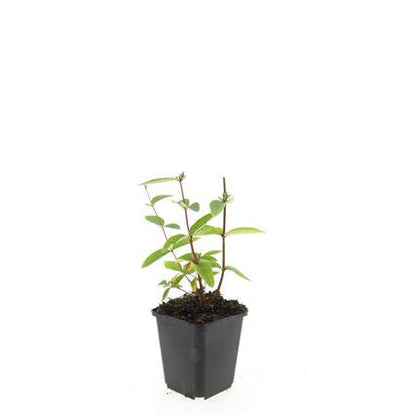 Hypericum inodorum 'Annebel' – 48 Pflanzen – ↕10-25 cm – Ø9 cm – Gelber Sommerblüher – Pflegeleichter, winterharter Strauch 