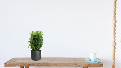 Euphorbia Trigona – Wolfsmilch – Zimmerpflanze – Ø12cm – ↕40cm – Sukkulente – Pflegeleicht & robust – Für hellen Halbschatten