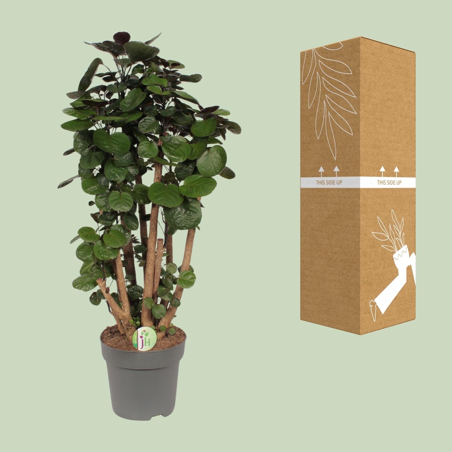 Polyscias Fabian - Ø24cm - ↕90cm 