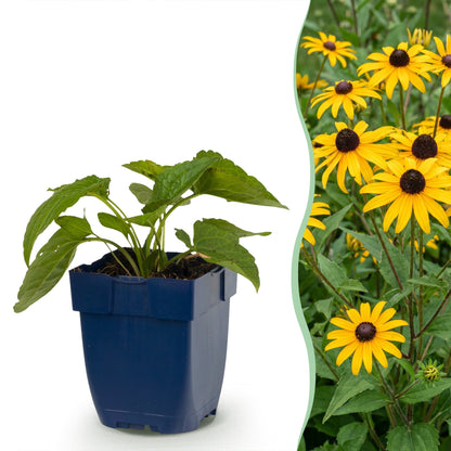Sonnenhut 'Goldsturm' – Rudbeckia fulgida 'Goldsturm' – Topf Ø11cm – Bienenfreundliche Staude für Garten & Balkon