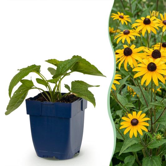 Sonnenhut 'Goldsturm' – Rudbeckia fulgida 'Goldsturm' – Topf Ø11cm – Bienenfreundliche Staude für Garten & Balkon