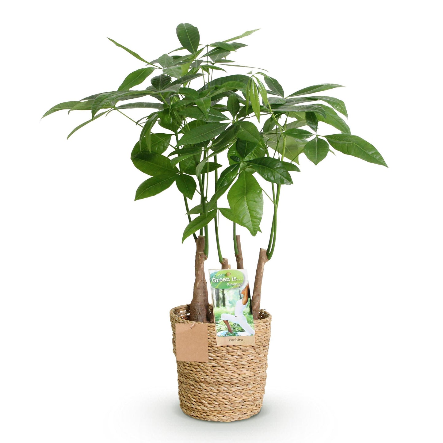Green boutiQ - Zimmerpflanzen - Pachira Aquatica Mehrstamm - Geldbaum - Wenig Pflege - mit Korb - Grün - 1 Pflanze - Topf 17cm - Höhe 50-55cm 