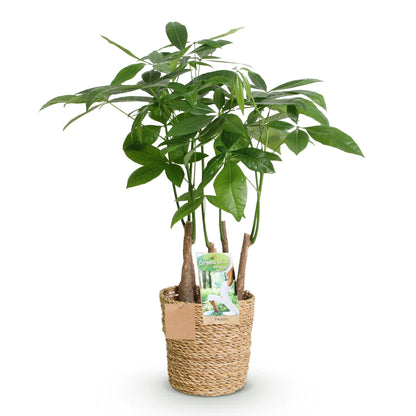 Green boutiQ - Zimmerpflanzen - Pachira Aquatica Mehrstamm - Geldbaum - Wenig Pflege - mit Korb - Grün - 1 Pflanze - Topf 17cm - Höhe 50-55cm 