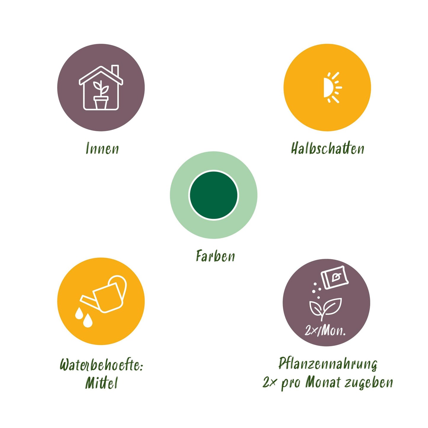 Glückskastanie Pachira Aquatica Zimmerpflanze Geldbaum – 40–50cm – Pflegeleichte Zimmerpflanze im 12cm Topf – Tropische Grünpflanze für Wohnzimmer Büro & Fensterbank 
