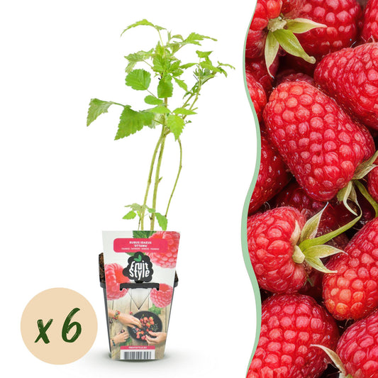 GreenboutiQ - Obstpflanzen - Himbeere - Rubus idaeus Heritage - Winterhart - 6 Pflanzen - Topf 9 cm - Rote Himbeere 