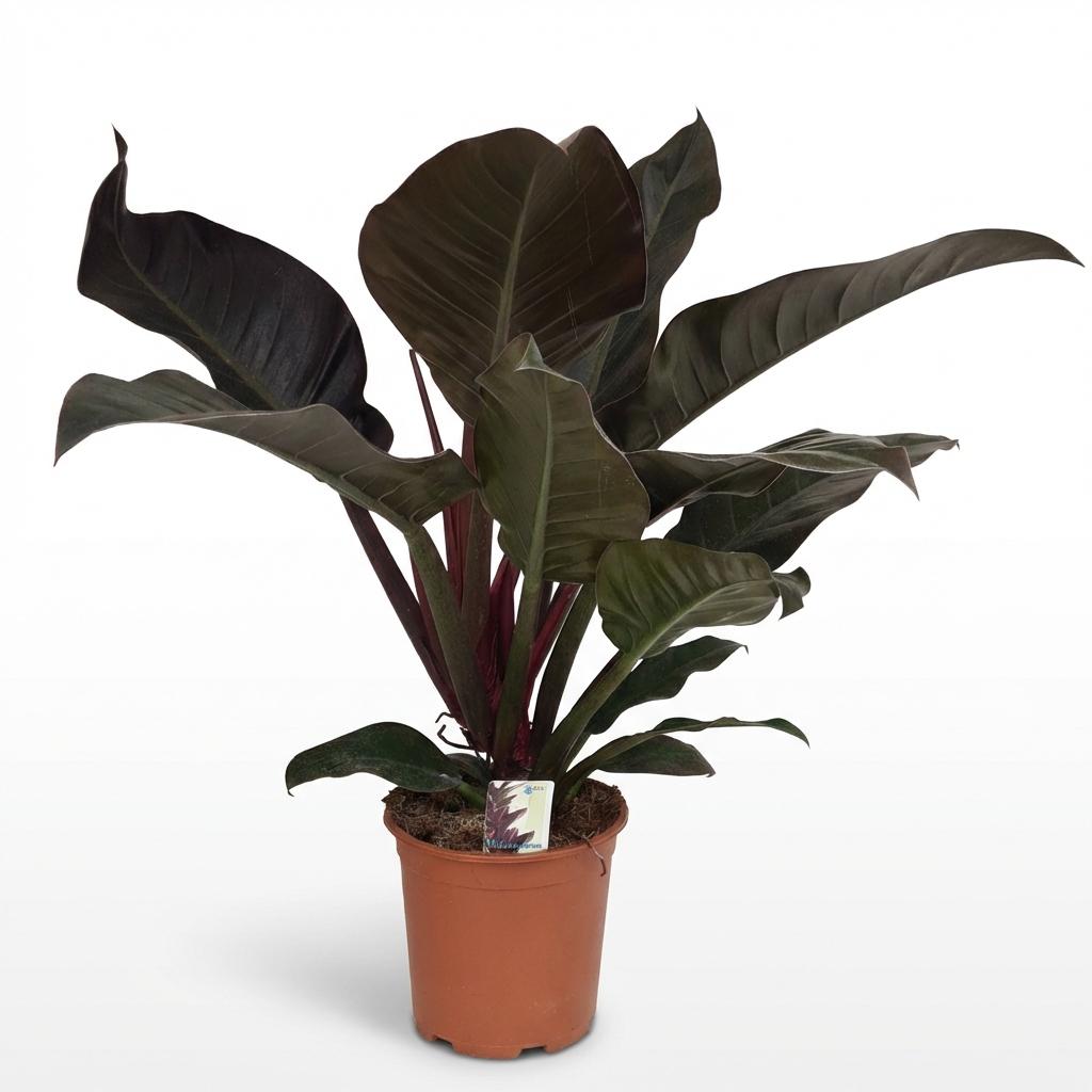 Green boutiQ - Zimmerpflanze - Philodendron - Philodendron Imperial Red - Rot - Pflegeleicht - 1 Pflanze - Topf 19cm - Höhe 60cm 