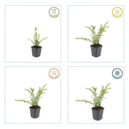 Immergrüne Kriech-Heckenkirsche Lonicera pileata – ↕10-25cm – Ø9cm – 6 Pflanzen – Bodendecker & niedrige Hecke – Pflegeleicht & Winterhart – Bienenfreundlich 