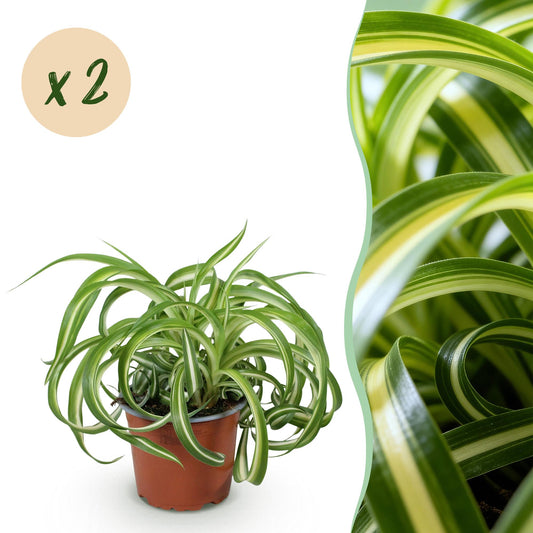 Green boutiQ - Zimmerpflanze - Chlorophytum comosum Bonnie - Gewelltes Grünlilie - Haustierfreundlich - Bunt - 2 Pflanzen - Topf 12cm - Höhe 20-25cm 