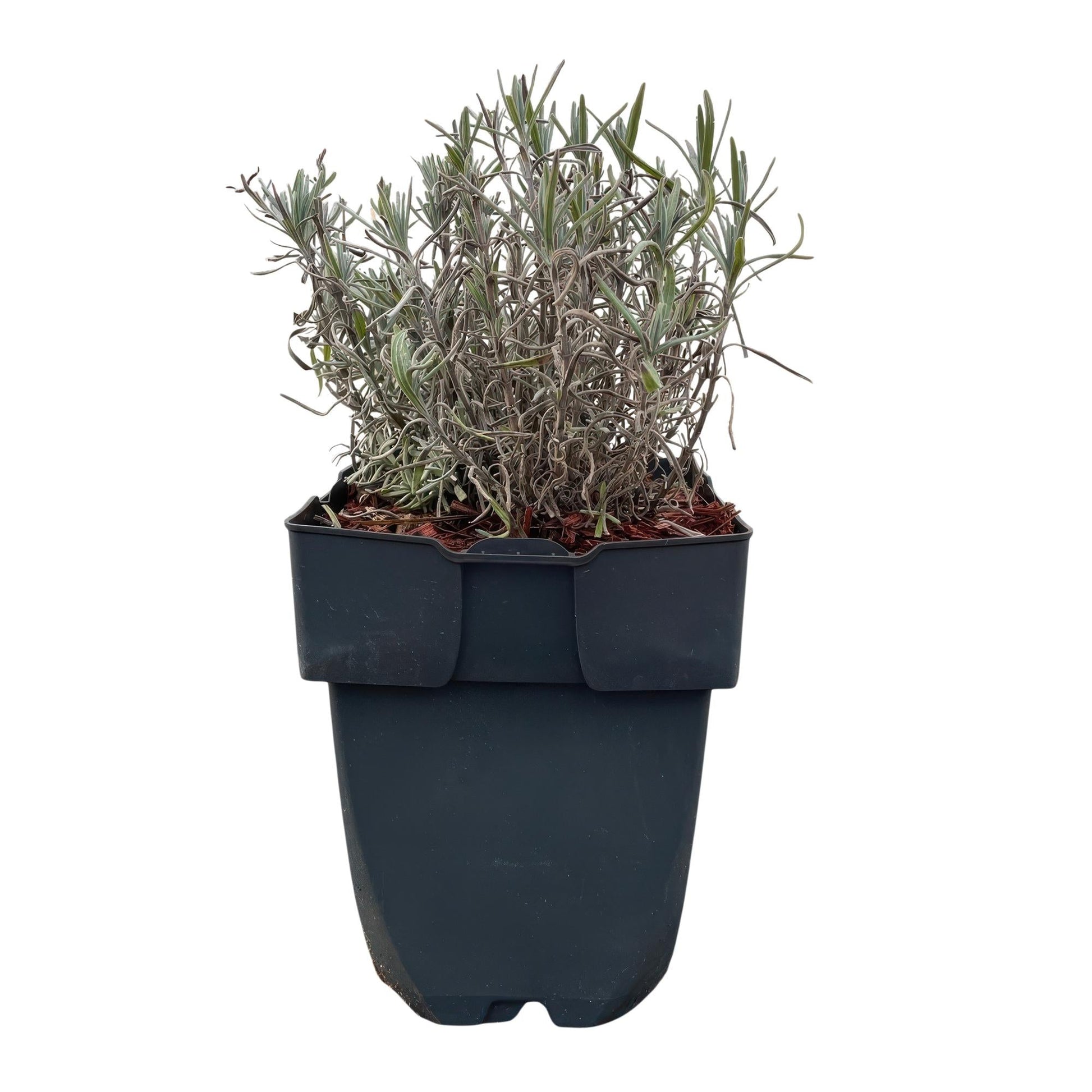 Echter Lavendel Lavandula angustifolia Hidcote – Heckenpflanze – Graues Blatt – 6 Pflanzen – 1  laufender Meter – Immergrün – 17 cm Höhe 30 cm – Duftpflanze & Bienenfreundlich 