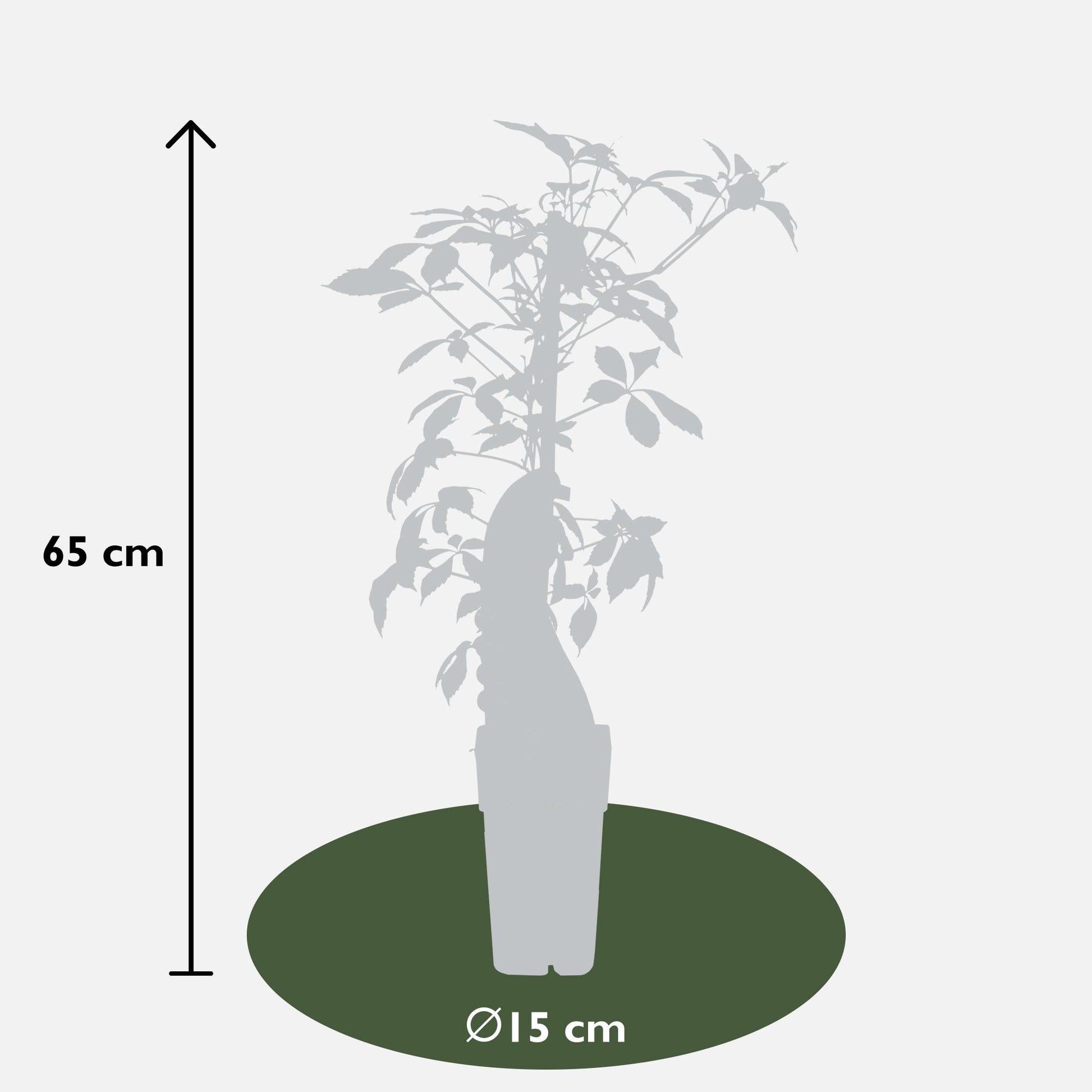 Jungfernrebe – Parthenocissus henryana – Ø15cm – ↕65cm – Farbintensive Kletterpflanze mit roter Herbstfärbung 