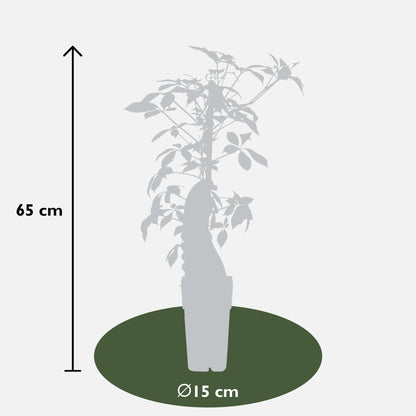 Jungfernrebe – Parthenocissus henryana – Ø15cm – ↕65cm – Farbintensive Kletterpflanze mit roter Herbstfärbung 