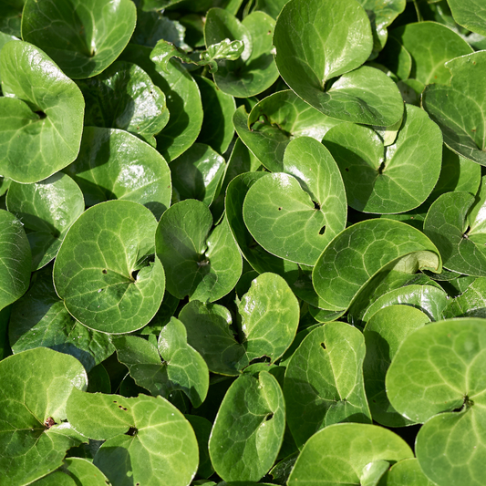 Europäische Haselwurz Asarum europaeum – 12 Pflanzen – Immergrüner Bodendecker – 10-25cm – Ø9cm – Schattenstaude für Garten & Unterpflanzung