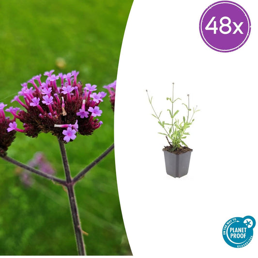 Hohes Eisenkraut Verbena bonariensis 'Lollipop' – 48 Pflanzen – ↕10-25 cm – Ø9 cm – Kompakte, lilafarbene Blütenpflanze – Pflegeleichte, bienenfreundliche Staude 