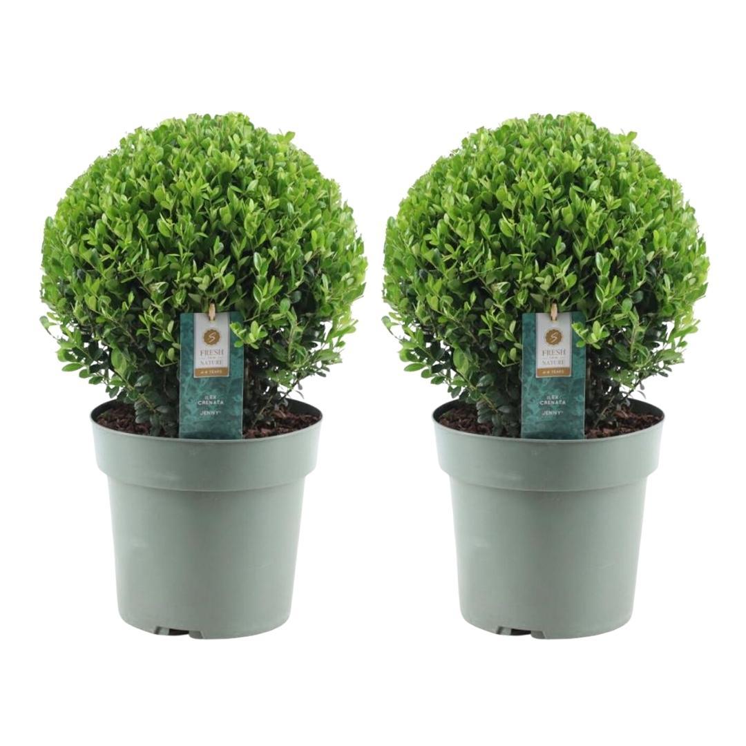 Ilex crenata 'Jenny' – Stechpalme Kugeln – Ø25cm – 2 Pflanzen – Buchsbaum-Alternative – Pflegeleichte & Winterharte Gartenpflanzen