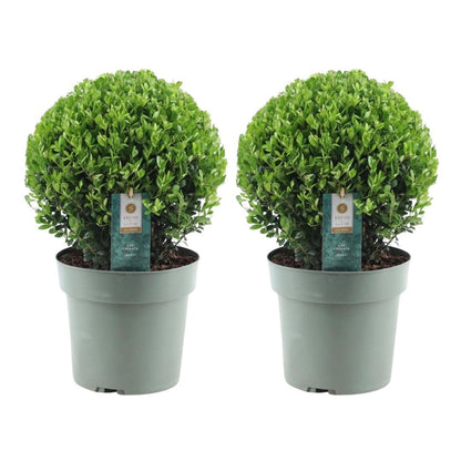 Ilex crenata 'Jenny' – Stechpalme Kugeln – Ø25cm – 2 Pflanzen – Buchsbaum-Alternative – Pflegeleichte & Winterharte Gartenpflanzen