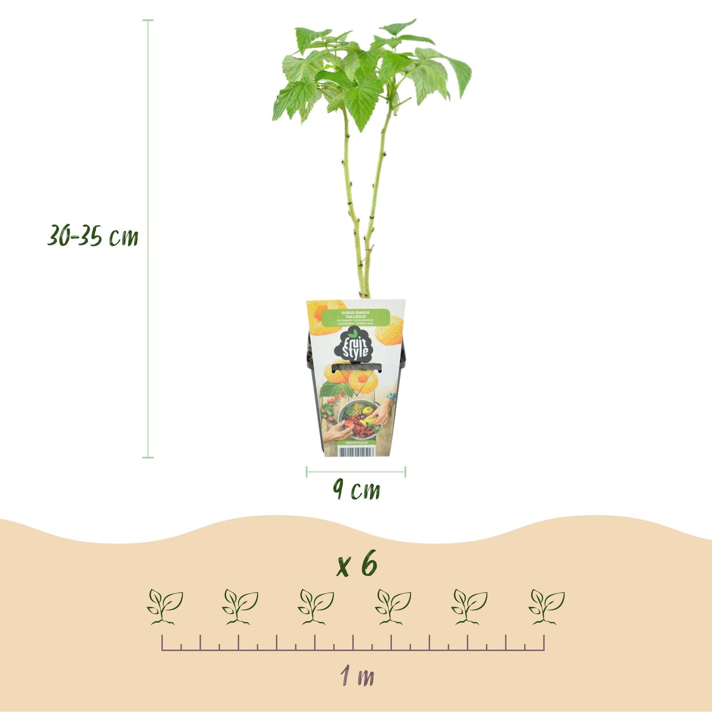 GreenboutiQ - Obstpflanzen - Himbeere - Rubus idaeus Fallgold - Winterhart - 6 Pflanzen - Topf 9 cm - Gelbe Himbeere 