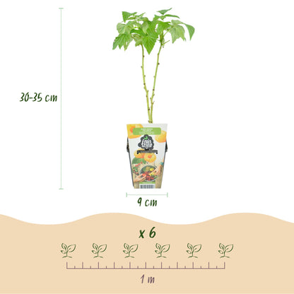 GreenboutiQ - Obstpflanzen - Himbeere - Rubus idaeus Fallgold - Winterhart - 6 Pflanzen - Topf 9 cm - Gelbe Himbeere 