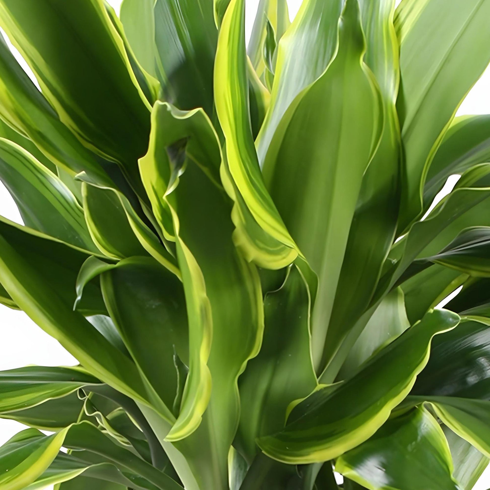 Green boutiQ - Zimmerpflanzen - Dracaena fragrans Golden Coast - Drachenbaum - Wenig Pflege - mit Korb - Bunt - 2 Pflanzen - Topf 17cm - Höhe 50-55cm 